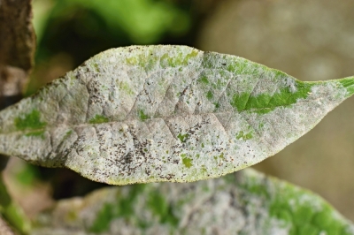 L'olio di neem - un rimedio efficace contro la muffa