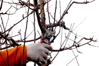 Giardinaggio di fine inverno: Potare correttamente gli alberi da frutto