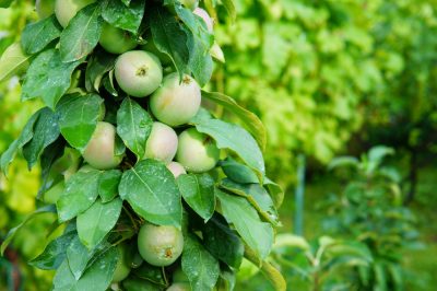 Quali alberi da frutto hanno radici profonde?