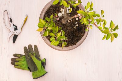 Quale albero da frutto prospera in ombra parziale?