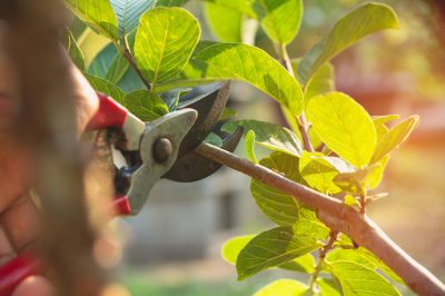 Limitare gli alberi da frutta per proteggerli dai danni del gelo