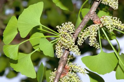 Quale piccolo albero da frutto si adatta anche al tuo giardino