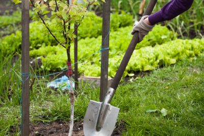 Malattie comuni degli alberi da frutto e cosa si può fare per contrastarle