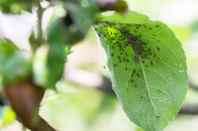 I parassiti più comuni dell'albero da frutto - e cosa puoi fare contro di loro