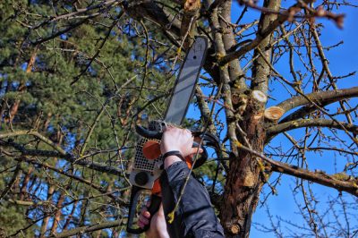 La potatura estiva degli alberi da frutto fornisce legno da frutto extra