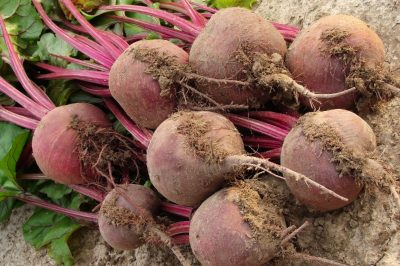 La raccolta di frutta deliziosa: Impostare correttamente gli alberi da frutta