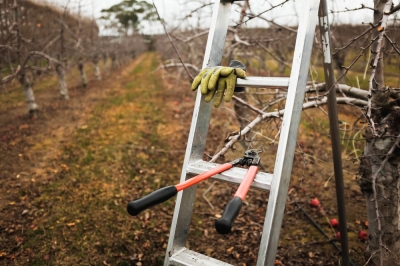 Ogni varietà a modo suo: conservare la frutta