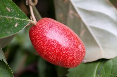 Alcuni sempreverdi, La maggior parte dei salici da olio sono resistenti