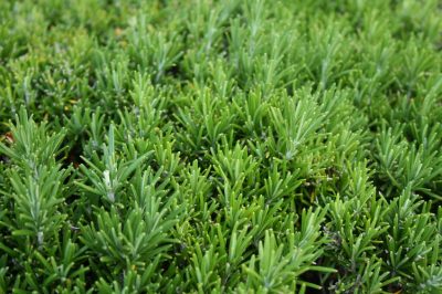 Olivewort - come piantare l'arbusto dal sapore di oliva