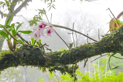 Quanto spesso bisogna innaffiare le orchidee?