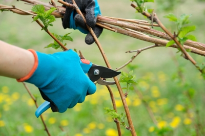 L'erba della pampa: Pianta e cura