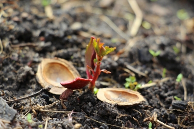 Essiccazione dei funghi parasole - come fare