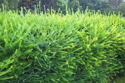Larch - la spaziatura ottimale come siepe o solitaria