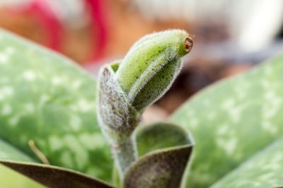 La spaziatura ottimale delle piante perenni