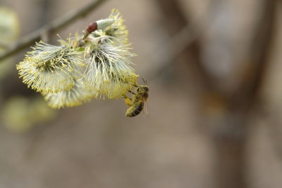 Piante utili per gli insetti