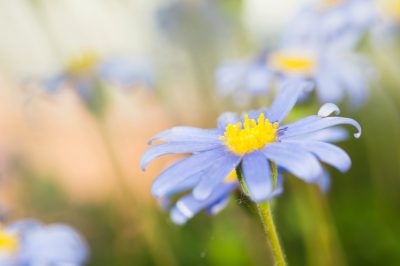 Essiccazione delle piante - catturare il valore in modo permanente