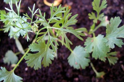 Una delle palme da interno più popolari, La palma da dattero delle Canarie