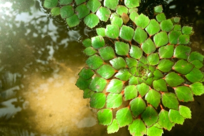 La posizione ideale per una Pilea