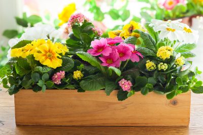 La giusta cura per una primula: tutto dipende!