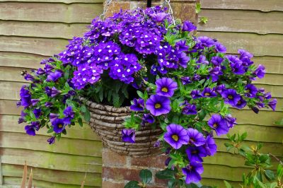 La cura ottimale per la popolare viola tute