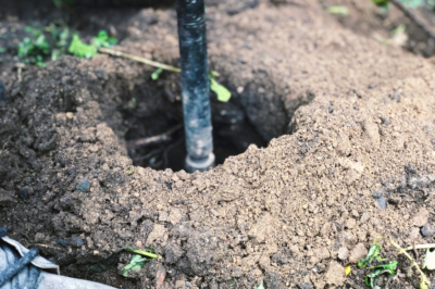 La coltivazione della quinoa nel tuo giardino