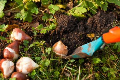 Quali specie di ratti ci sono in Germania?
