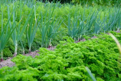 Lotta all'infestazione di ratti in giardino per la giusta strategia