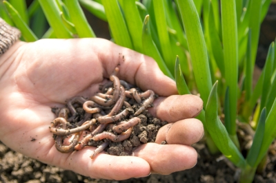 Avvicinare i lombrichi al giardino