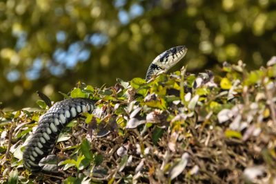 Serpente d'erba in giardino - Come reagire correttamente