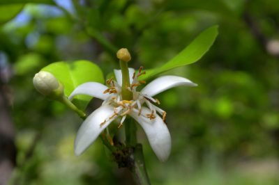 Le migliori cure per l'affascinante rosa 'Black Baccara'