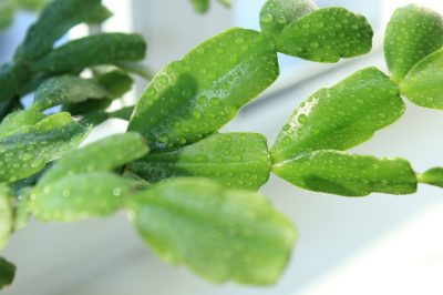 Buoni vicini per la barbabietola