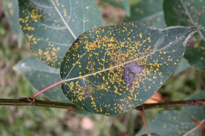 L'erba Pipevine rossa: preziosi consigli per la cura