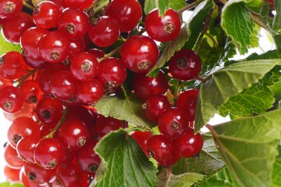L'alternativa alla tradizionale cipolla da cucina - piantare cipolle rosse