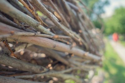 La giusta distanza di piantagione per la frutta a colonna