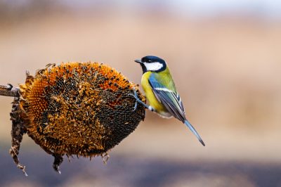 Le cinque piante da seme più importanti per gli uccelli canori