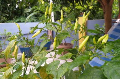 Eliminare i parassiti in giardino per un controllo ecologico