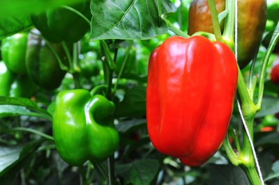 La piccola differenza tra scalogni e cipolle