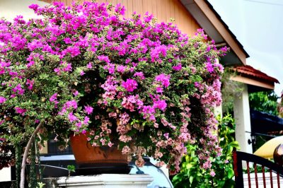 La propagazione del fiore pubico - guida passo dopo passo