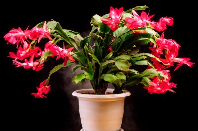 Schlumbergera truncata (cactus di Natale) da curare