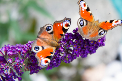 Attrare le farfalle - I migliori consigli per i giardinieri per hobby