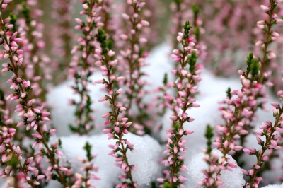 Landa di neve: piantare e curare (brughiera invernale)