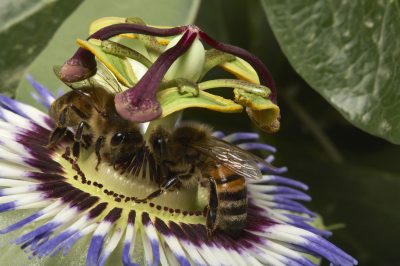 Ecco dove il fiore di cioccolato si sente a casa