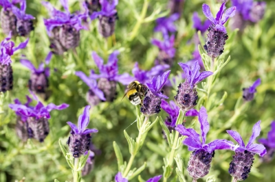 Top Lavender: Care and Pruning