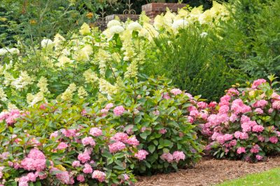 La giusta piantagione per un'efficace privacy in giardino