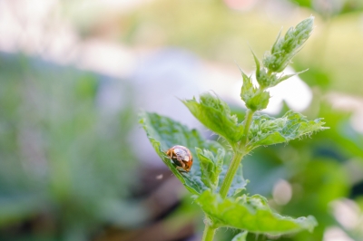 Giardino giapponese: Scegliere il giusto schermo per la privacy