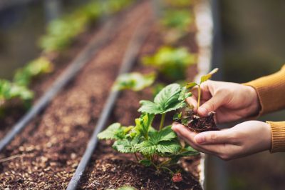 Nascondere il compost dietro un paravento decorativo