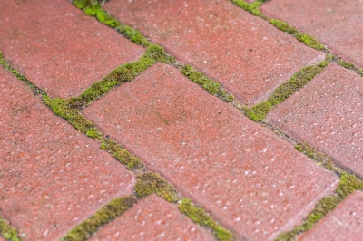 Posso rimuovere il muschio dal mio giardino con la soda?