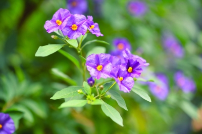 Solanum rantonnetii - Arbusto di genziana che sverna in sicurezza