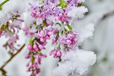 Lilla estiva congelata - Cosa fare?