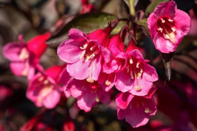 Bella siepe fiorita di lillà estivo - Come piantare